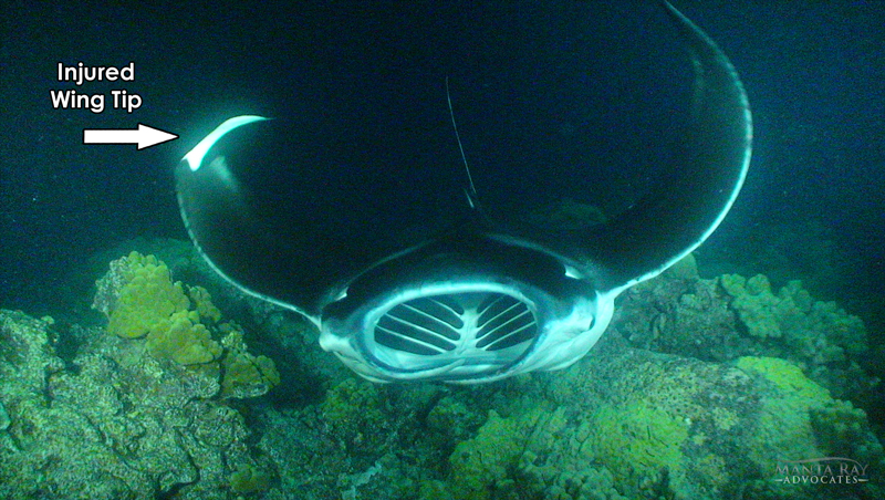 Amanda Ray's bent wing tip