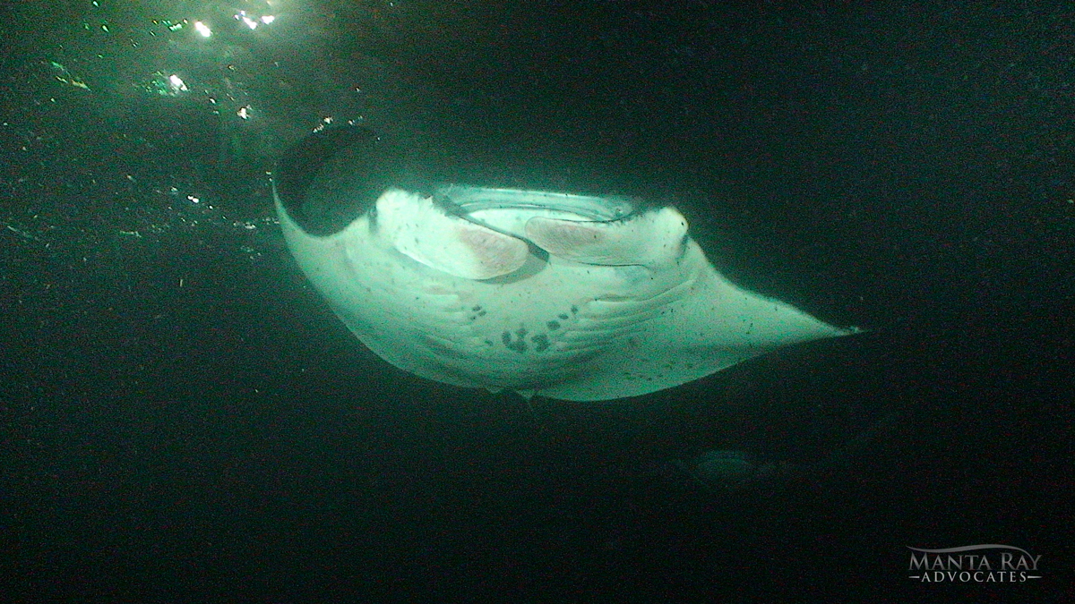 Big Bertha