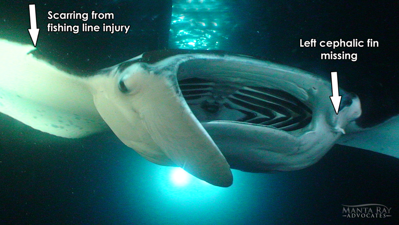 Picture showing Koie Ray's scarring from a fishing line injury + her missing cephalic fin