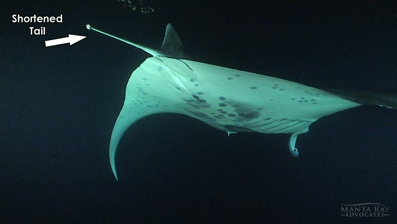 Picture showing Koie Ray's shorterend tail