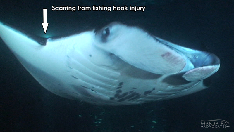 Scarring from a fishing hook injury on Cara Ray