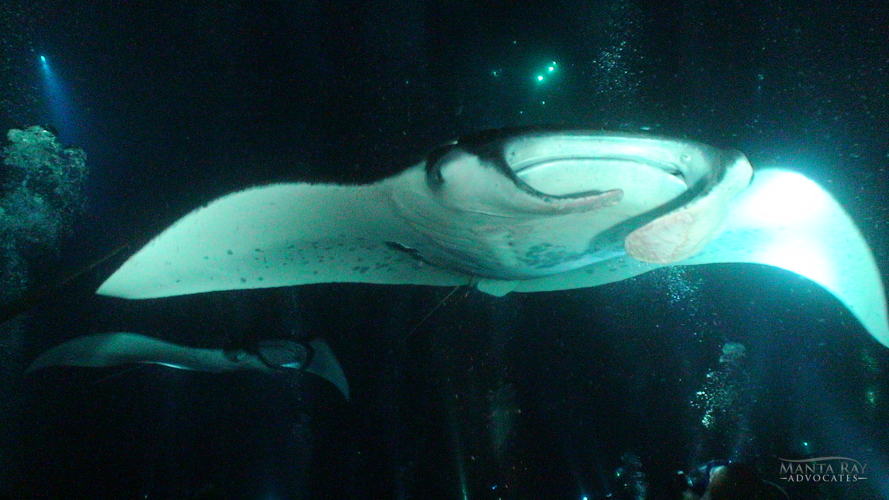 Andrea-a Ray
