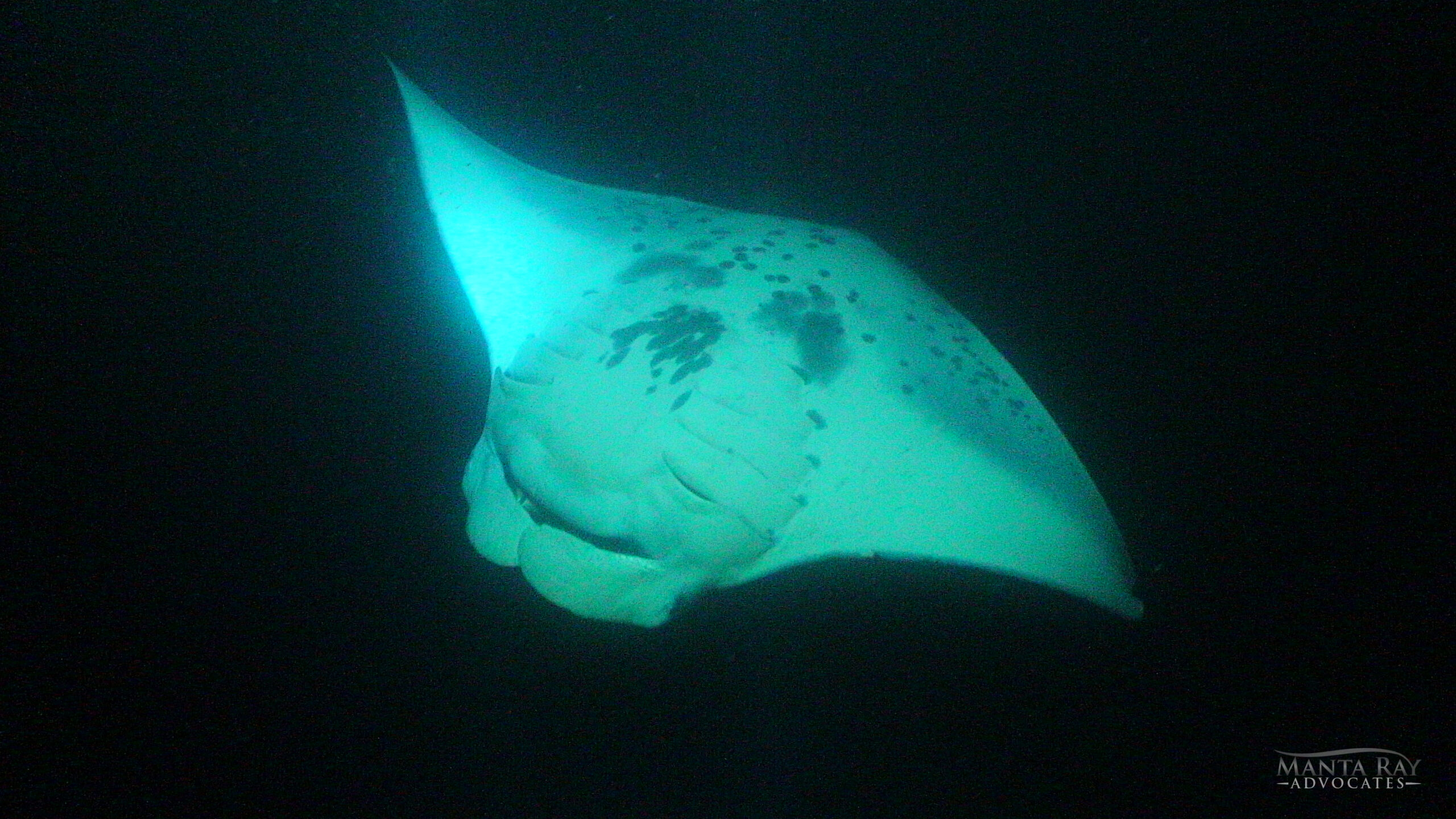 Boo-Boo Ray in 2018