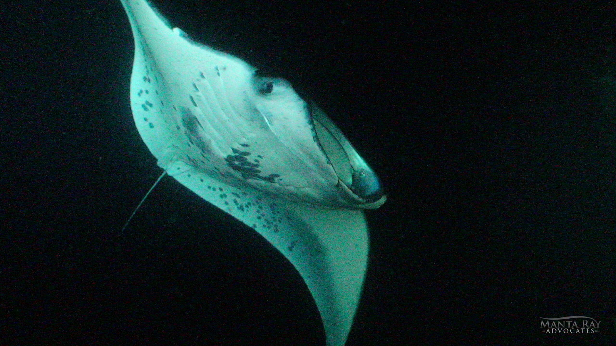 Boo-Boo Ray in 2018
