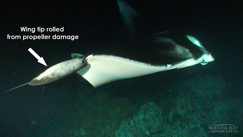 Boo-Boo Ray's wing tip was injured by a tourist boat propeller.