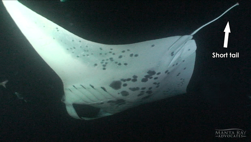 Picture of Isabel Ray showing her shorter tail