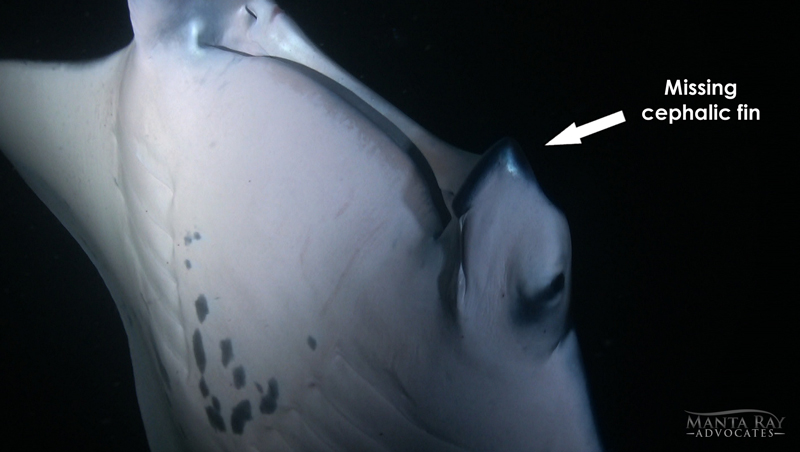 J9 Ray is missing her left cephalic fin