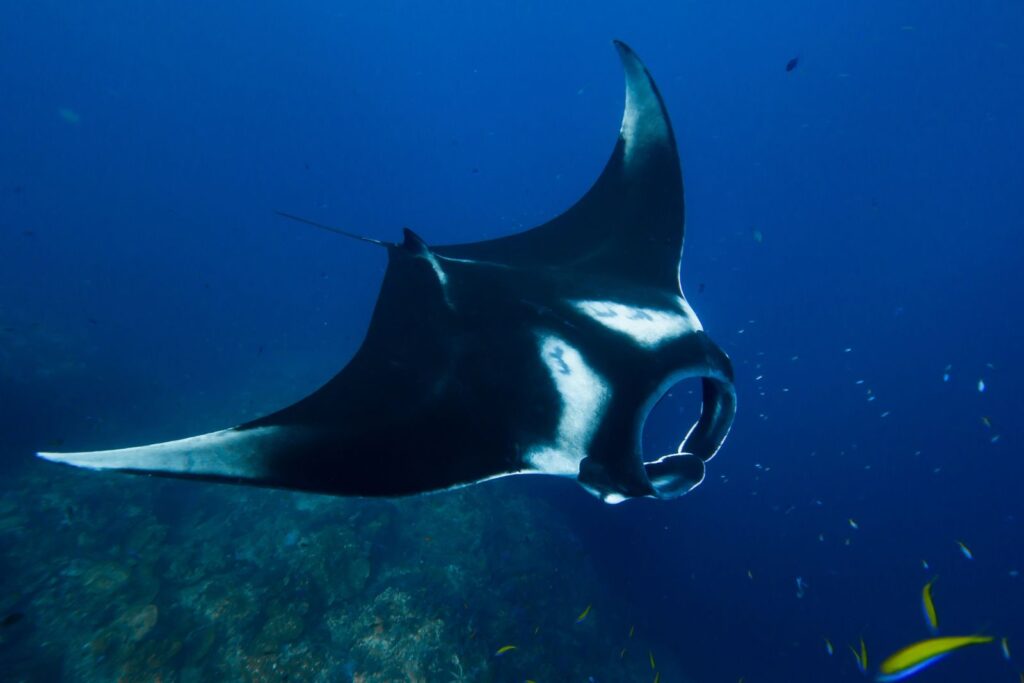 Pelagic manta ray