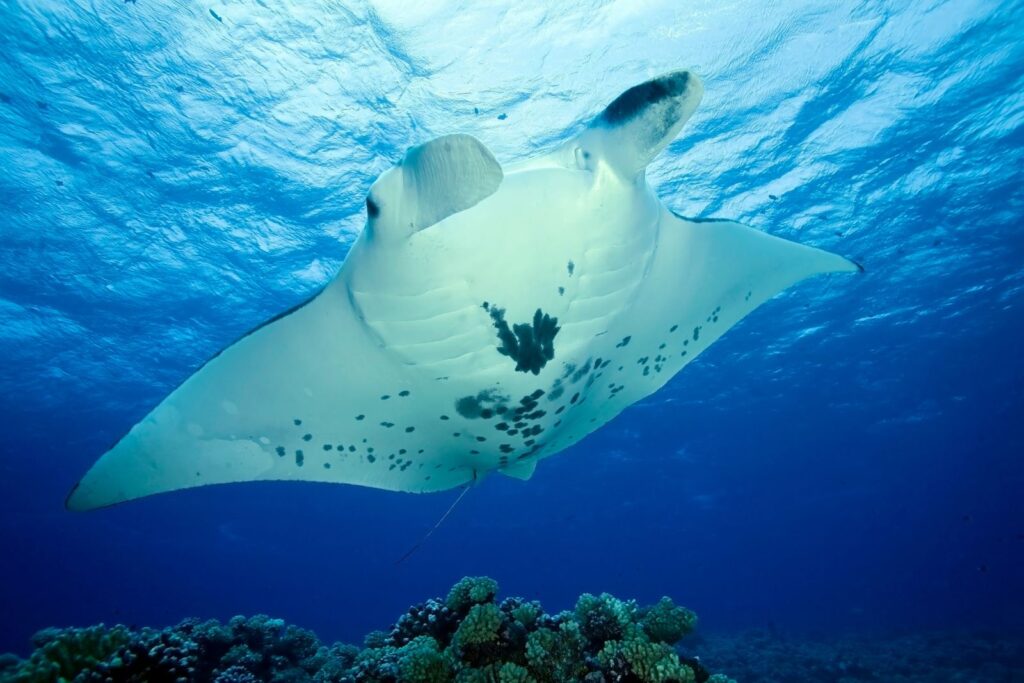 Reef manta ray