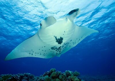 Get to Know the Majestic Reef Manta Ray