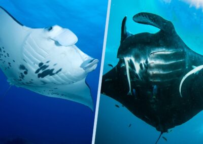 The 3 Main Differences between the Giant Manta Ray and the Reef Manta