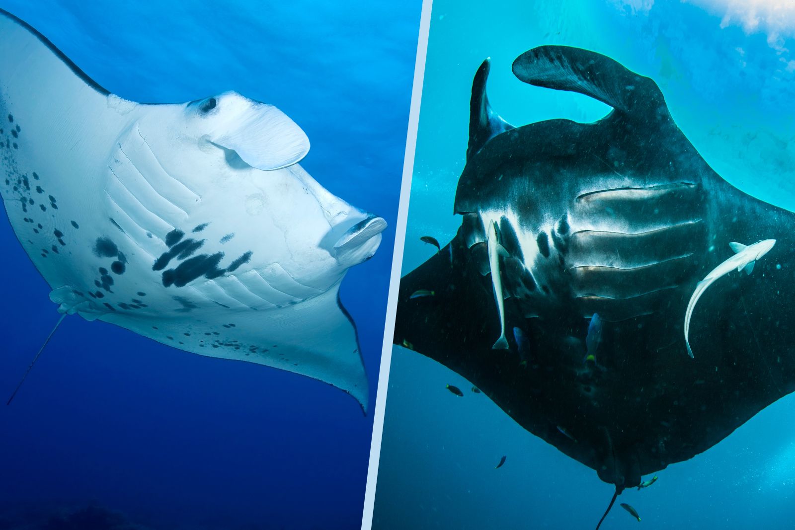 reef manta vs giant manta ray Picture of a reef manta ray on the left, and a oceanic or giant manta ray on the right.