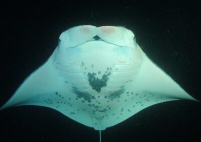 Do Mantas Feel Pain – and How do they Heal when they get Injured? [Video]