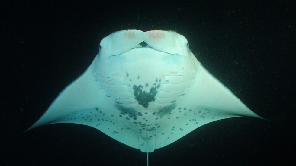 Injured manta ray