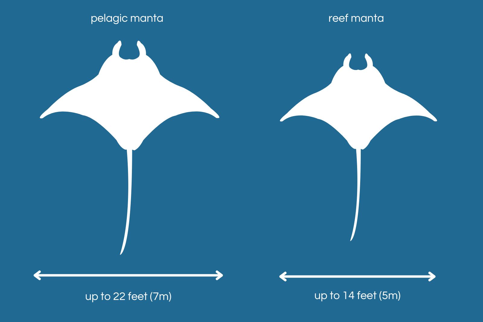 wing span manta ray advocates Graphic showing the difference in wingspan of giant manta ray and reef manta ray