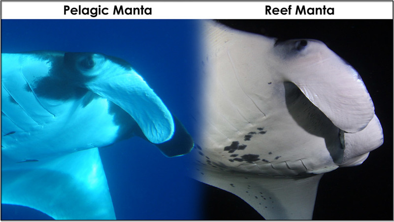 Pelagic manta vs reef manta