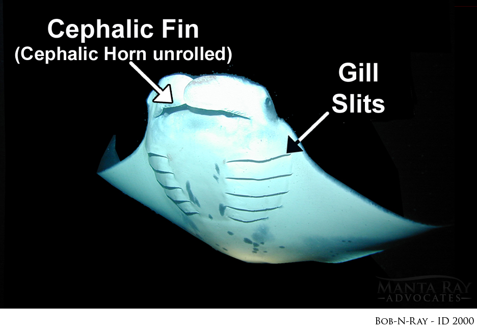 Underwater photography of the ventral side of a Mobula alfredi detailed with gill slits and cephalic fin