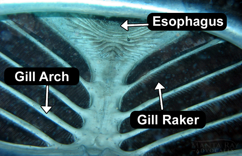 Magnified underwater photo of the mouth of a manta ray with labels