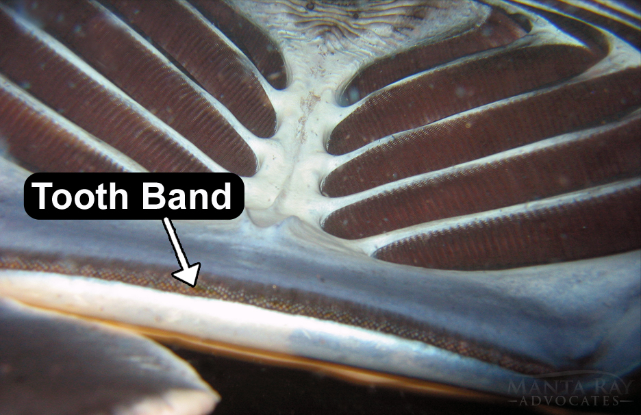 Underwater picture of a manta ray, with closeup of the tooth band. 