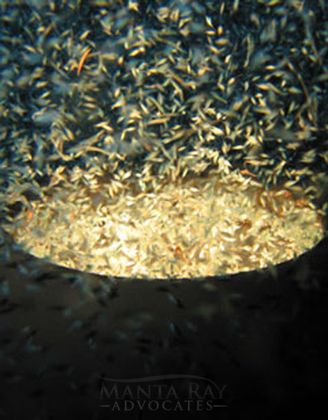 Large amount of plankton is attracted by big lights in the ocean. This, in turn, attracts reef manta rays to the location of the lights, making it the ideal viewpoints for mantas. The image shows plankton swarming around the light.