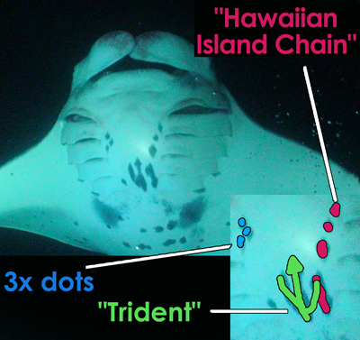 Big Bertha - manta ray ID 1992