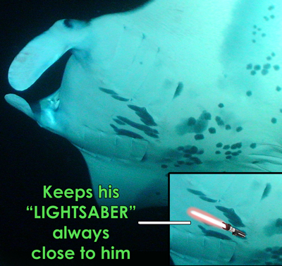 Darth Ray-der - manta ray ID 2012