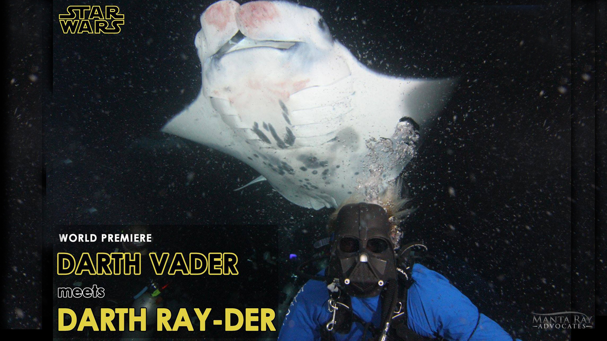 Underwater Picture of a manta ray swimming with a snorkeler