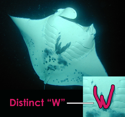 Koie Ray - manta ray ID 2001