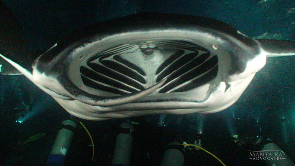 The mouth of a manta ray - Koie Ray in 2018