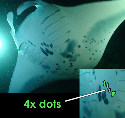 Shirley Ray - manta ray ID 2010