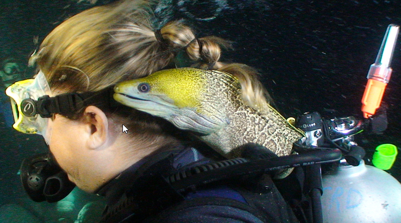 Frank the Undulated Moray Eel, caught on camera during a manta ray dive