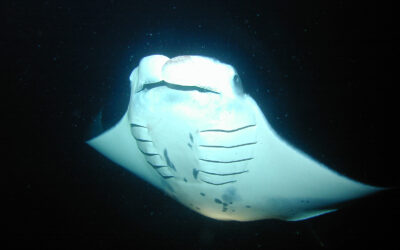 How Can You Tell Individual Manta Rays Apart?