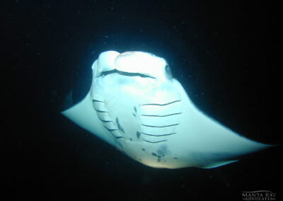How Can You Tell Individual Manta Rays Apart?