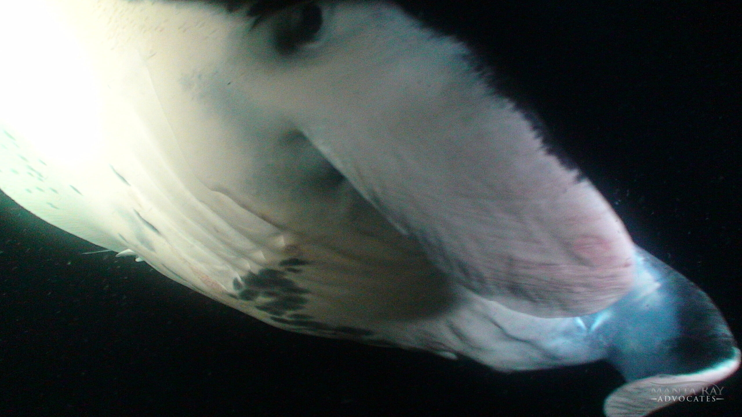 Cousteau Ray