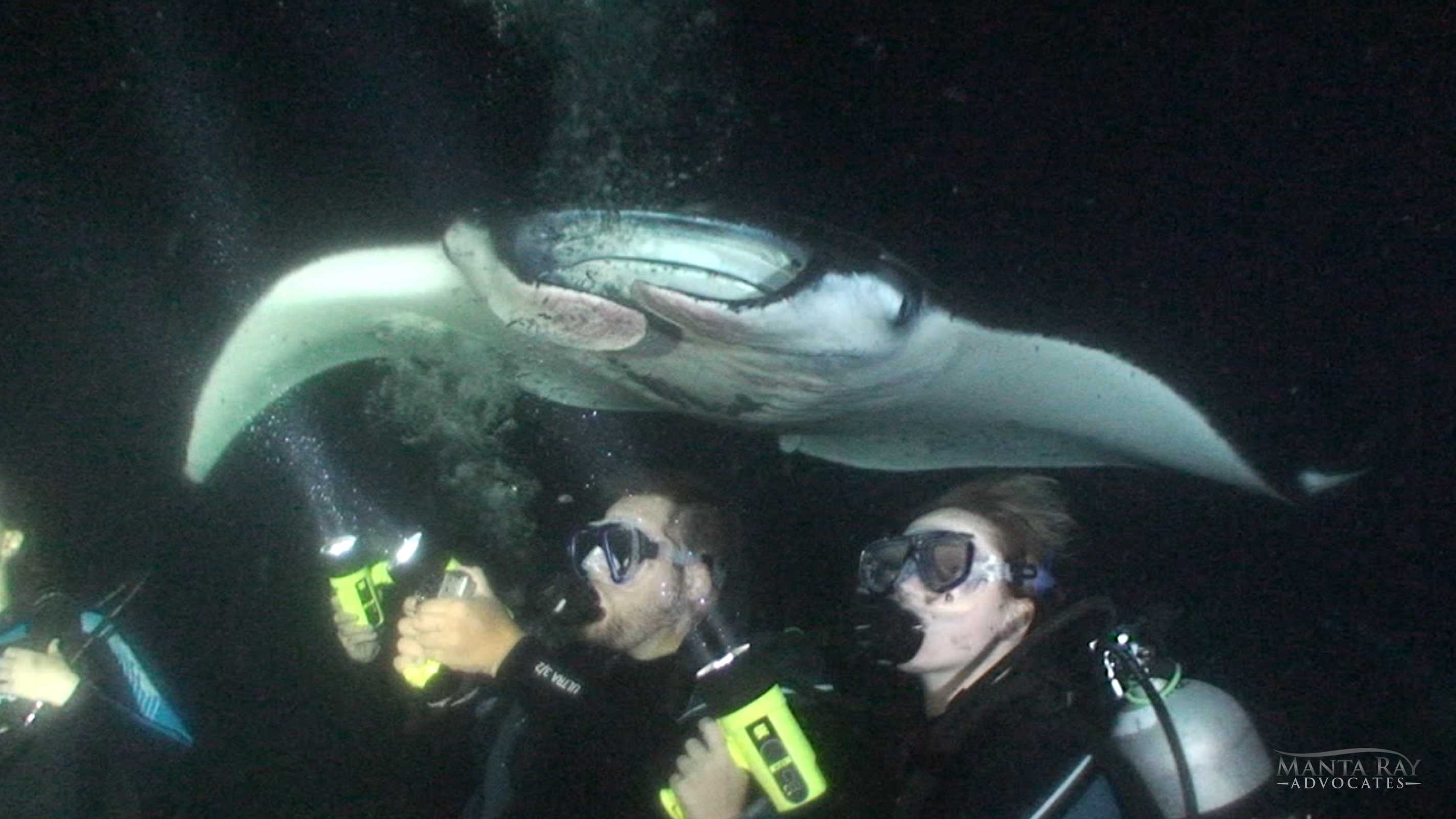 Cousteau Ray