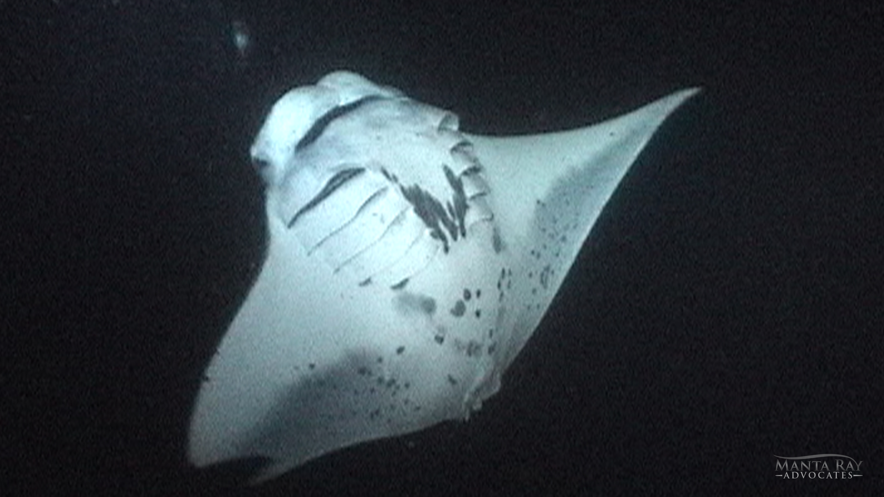 Cousteau Ray