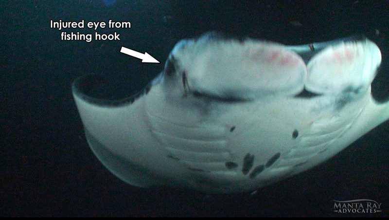 Do mantas feel pain? Picture of Doug Ray, a manta ray with a fish hook stuck right next to his eye