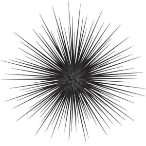 Black Spiny Sea Urchin
