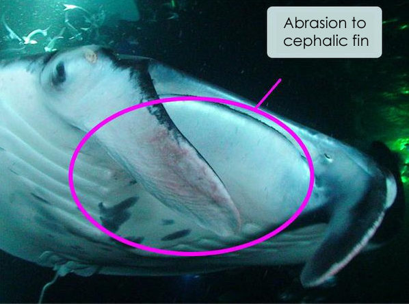 Grayer Ray: a manta ray with an abrasion to his cephalic fin