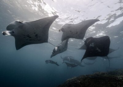 How do manta rays give birth?