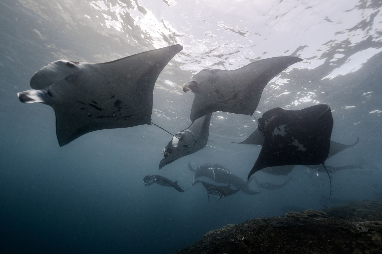 manta rays stock photo manta ray advocates Manta rays swimming in the ocean