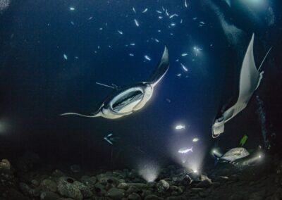 Are Manta Rays Territorial?