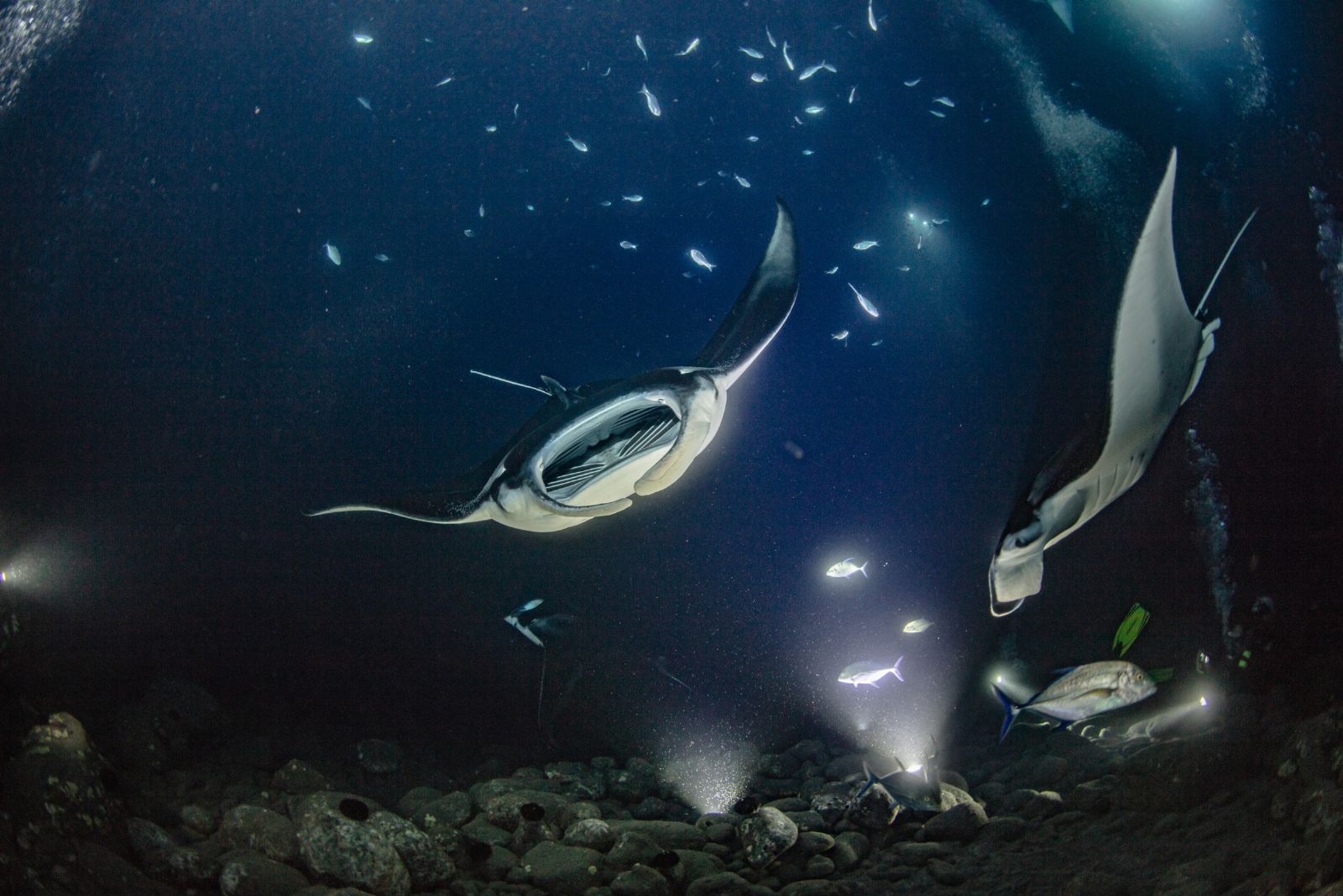 MR stock photo for territorial blog post manta ray advocates Manta rays in Hawaii