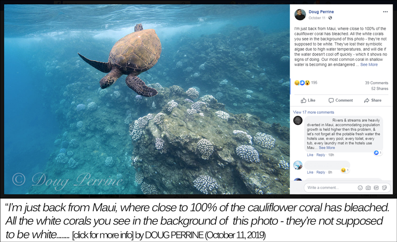 Screenshot of a Facebook post by Doug Perrine on October 11th, 2019, saying "I'm just back from Maui, where close to 100% of the cauliflower coral has been bleached. All the white corals you see in the background of this photo - they're not supposed to be white..."
