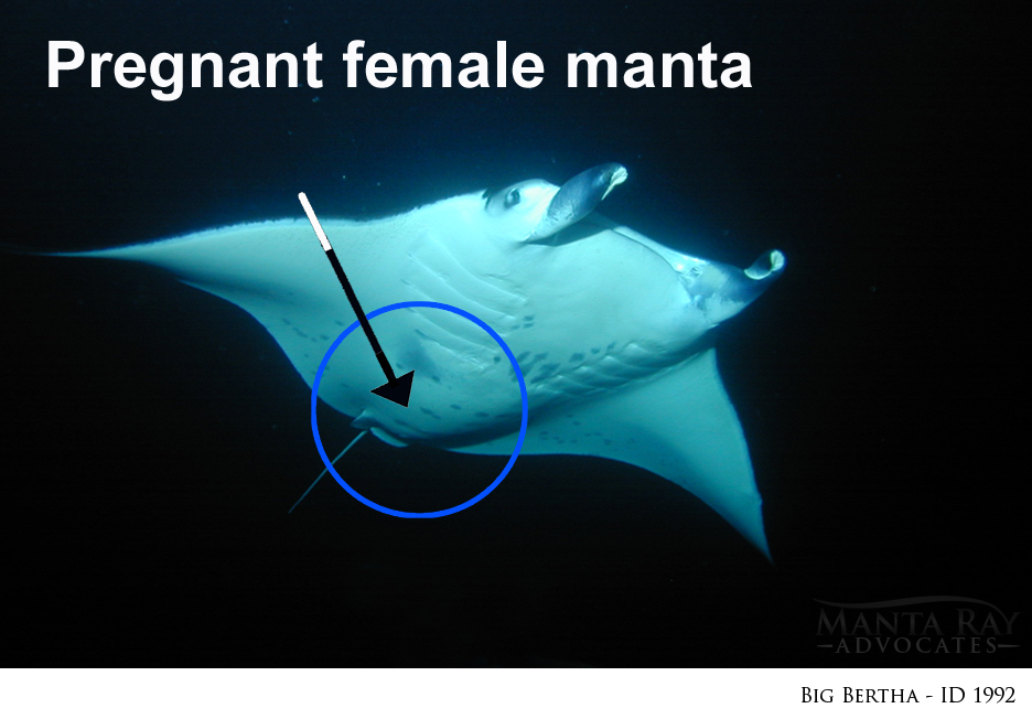 Underwater photo of a pregnant oceanic manta ray