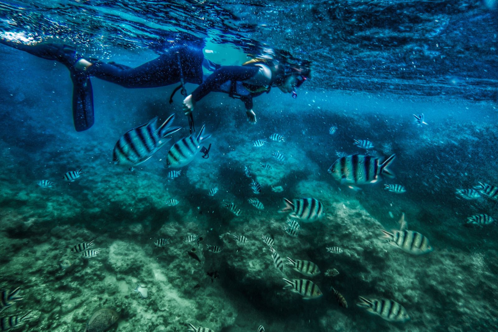 snorkeling manta ray advocates Snorkeling in Hawaii