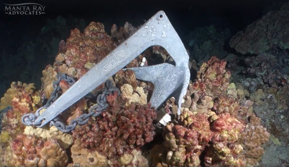 Underwater photo of a boat anchor resting on different coloured coral demonstrating marine wildlife threats