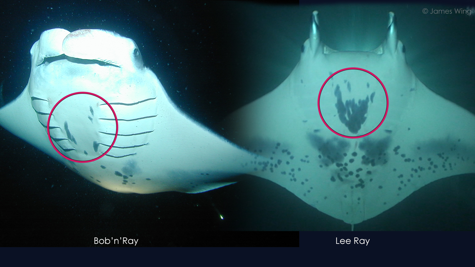 Comparing spot patterns gill slits enables us to tell manta rays apart