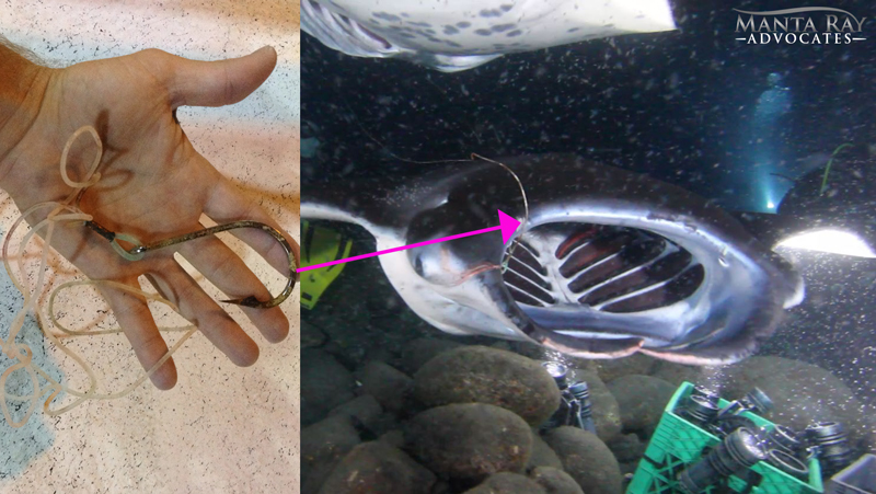 Protecting manta rays: manta swimming with a fishing hook lodged in his mouth, and second picture showing the hook in the hand of the diver who took it out