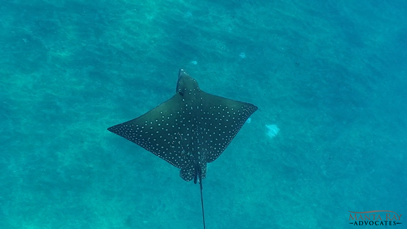 Underwater photograph of a spotted eagle ray in the ocean